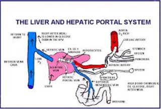 Hepatic-Portal-Circulation-diabetesriskalert