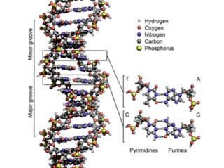 DNA Structure Diabetes Risk Alert