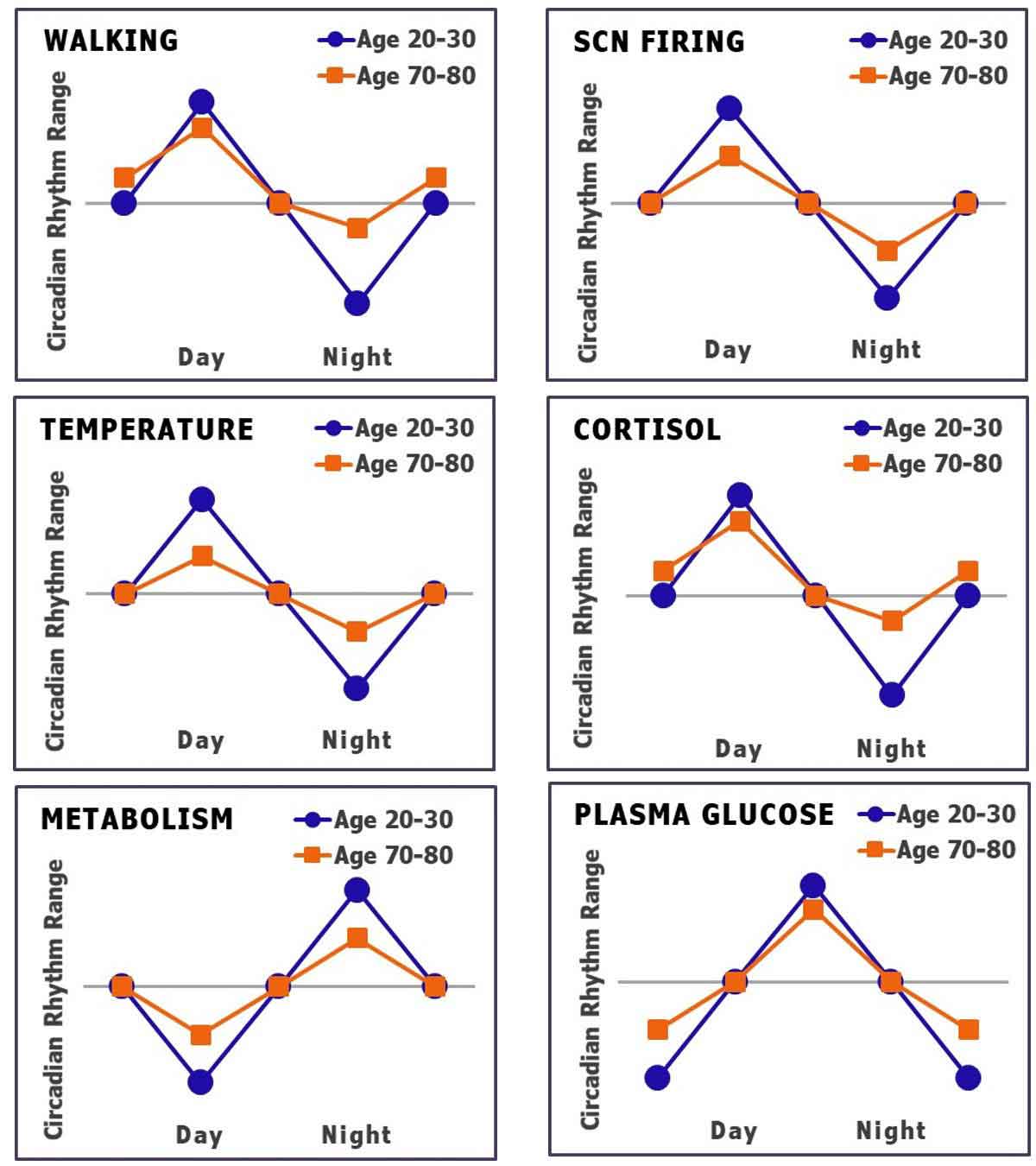 Age Circadian Rhythms graph