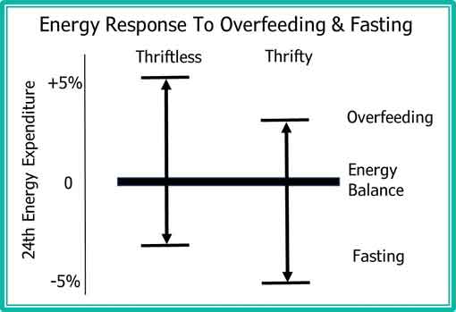 energy response to overfeeding