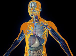 Human body tissue organ Reverse Diabetes