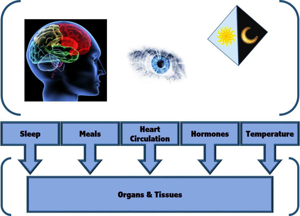 The Circadian Timing System