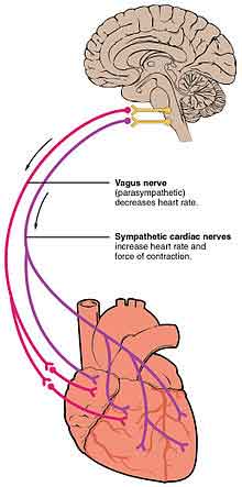 Reflex Control Of Cardiovascular And Renal Function heart rate responses