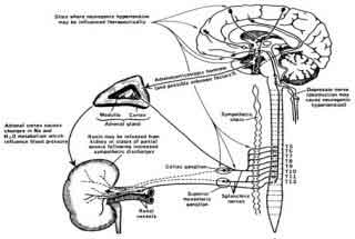 Renal Nerves also are affected by reflex nerve 