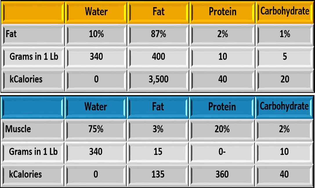 Fat Muscle