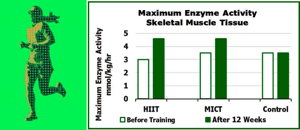 Maximum Enzyme Activity Chart Brief Interval Exercise