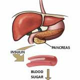 Pancreas-action-on-blood 