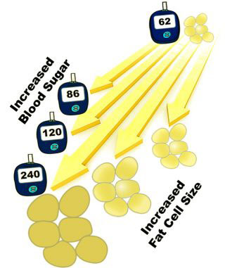 Image showing BG-Fat Cell Increase