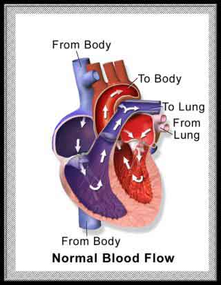 figure showing normal blood flow in heart