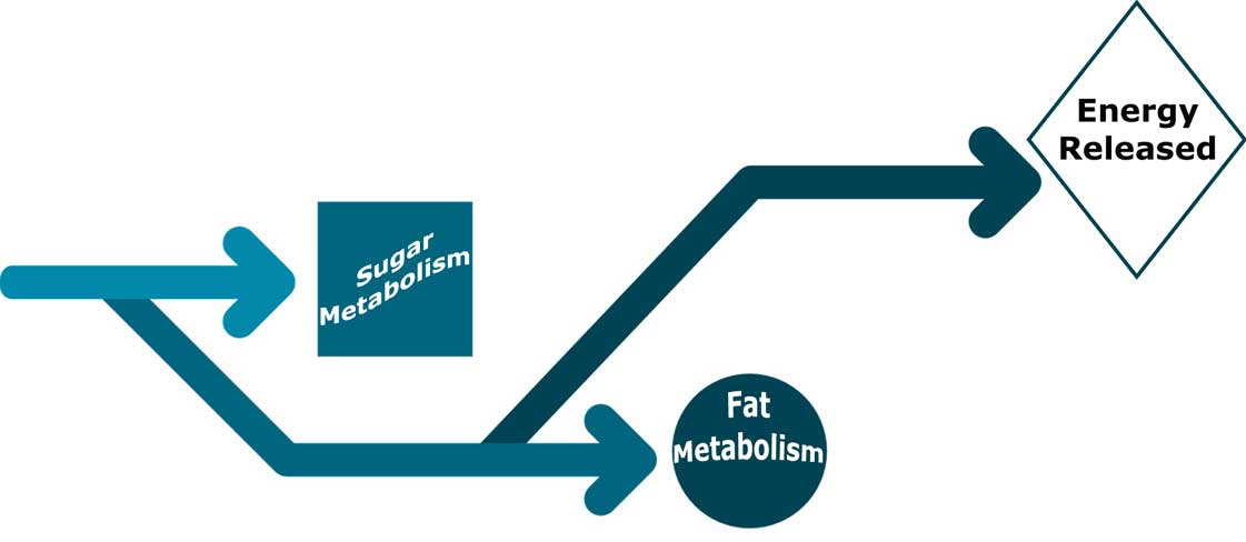 Fat Sugar Metabolism