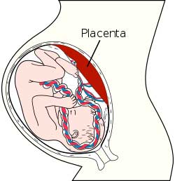 Placenta