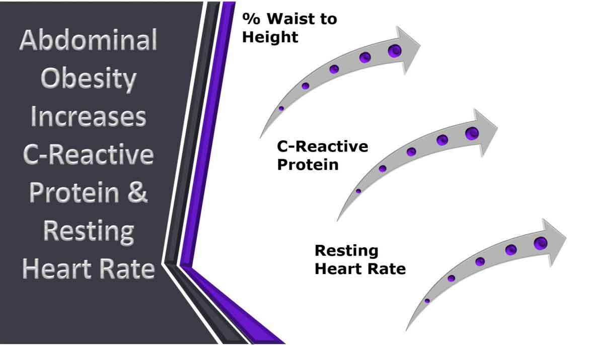 Abdominal obesity increases C-Reactive Protein and resting heart rate