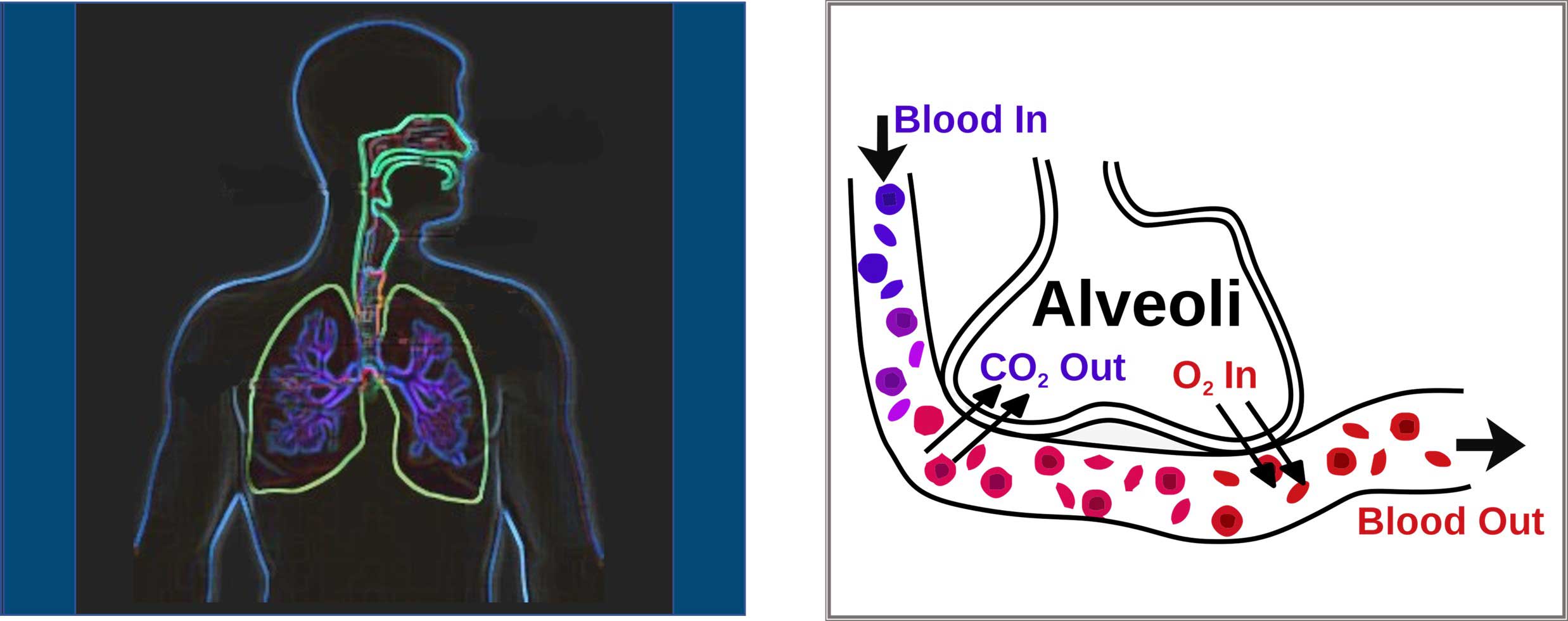 Alveoli-Respiratory