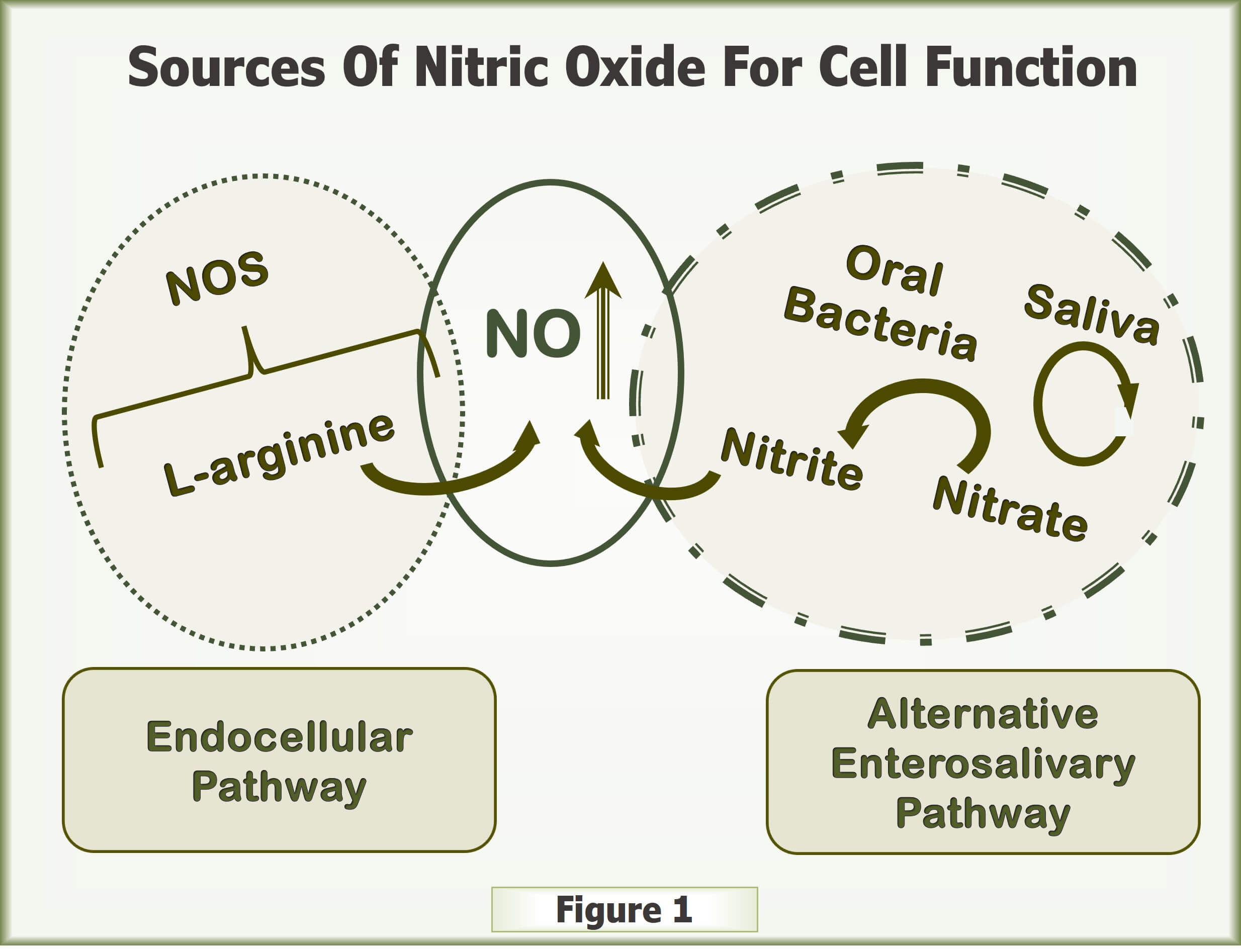 Sources Of Nitric Oxide For Cell Function text written