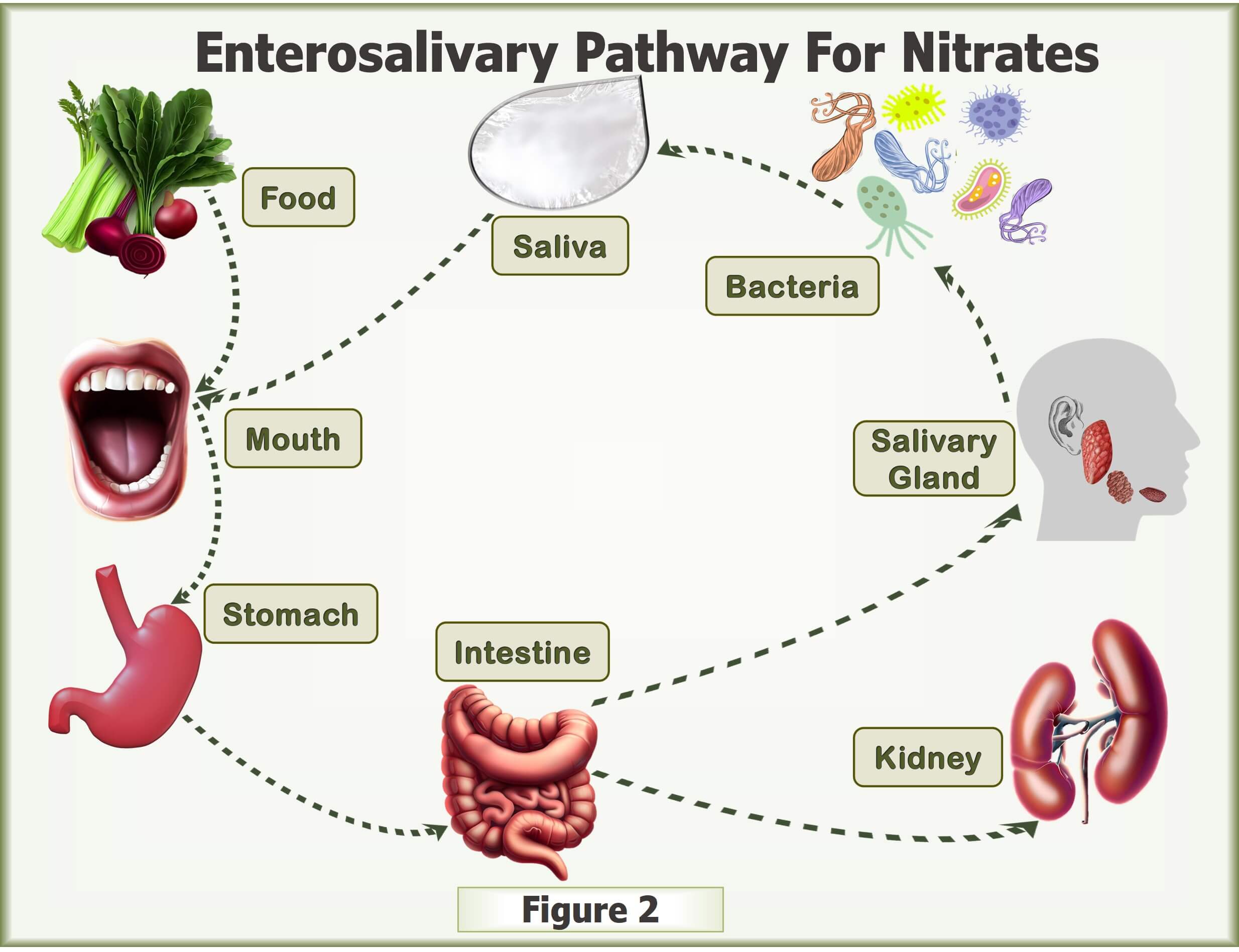 Enterosalivary Pathway For Nitrates text written